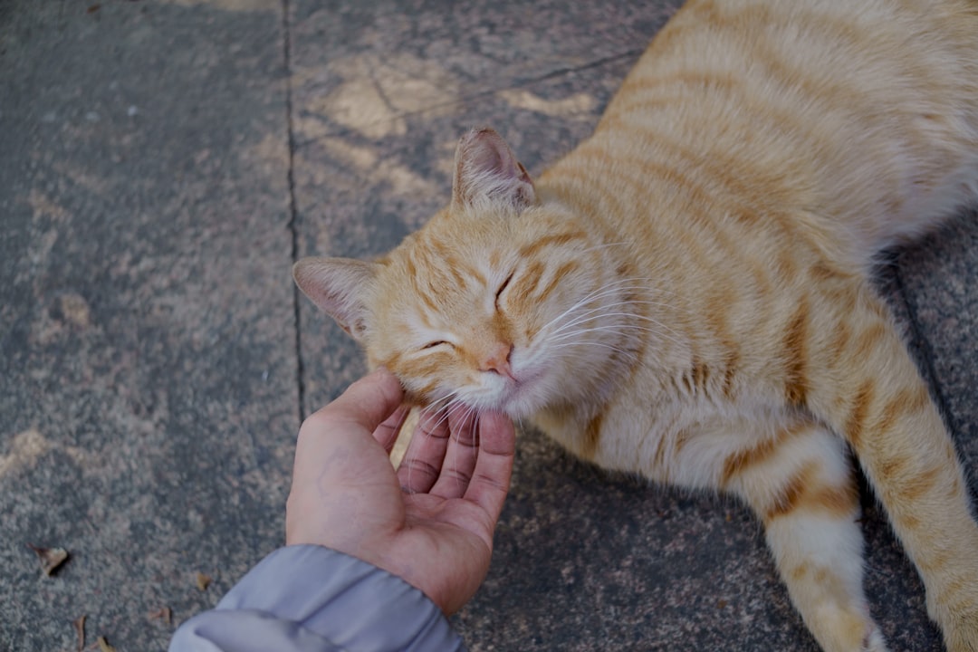 Kedi Boncuk'un Diyet ve Pilates Programı