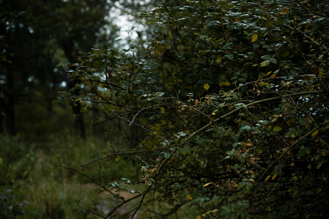 Kuruluş Orhan Nilüfer Hatun Kimdir?