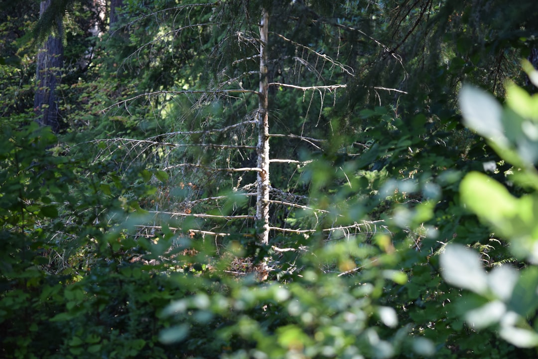 Polonya'da Epstein Ağının Üyelerini Soruşturmak için Ekiplere Başvur