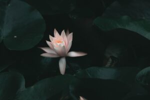 Süper Loto Çekiliş Sonuçları 3 Şubat 2026 Salı Günü!