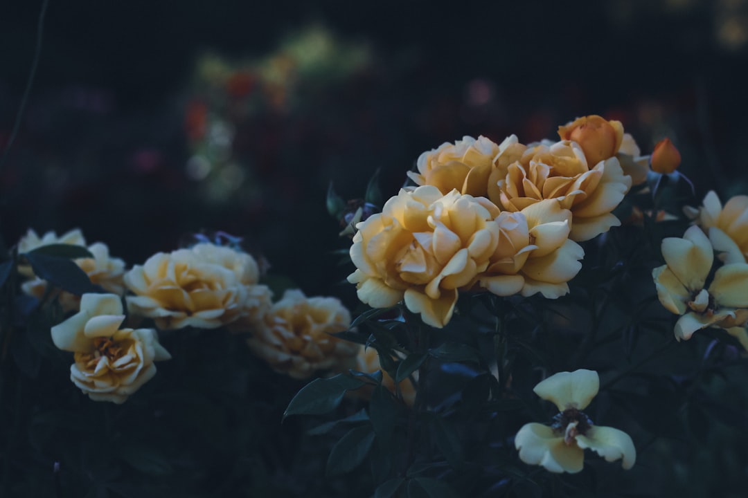 Sevdenur Gülçiçek Hayatını Kaybetti