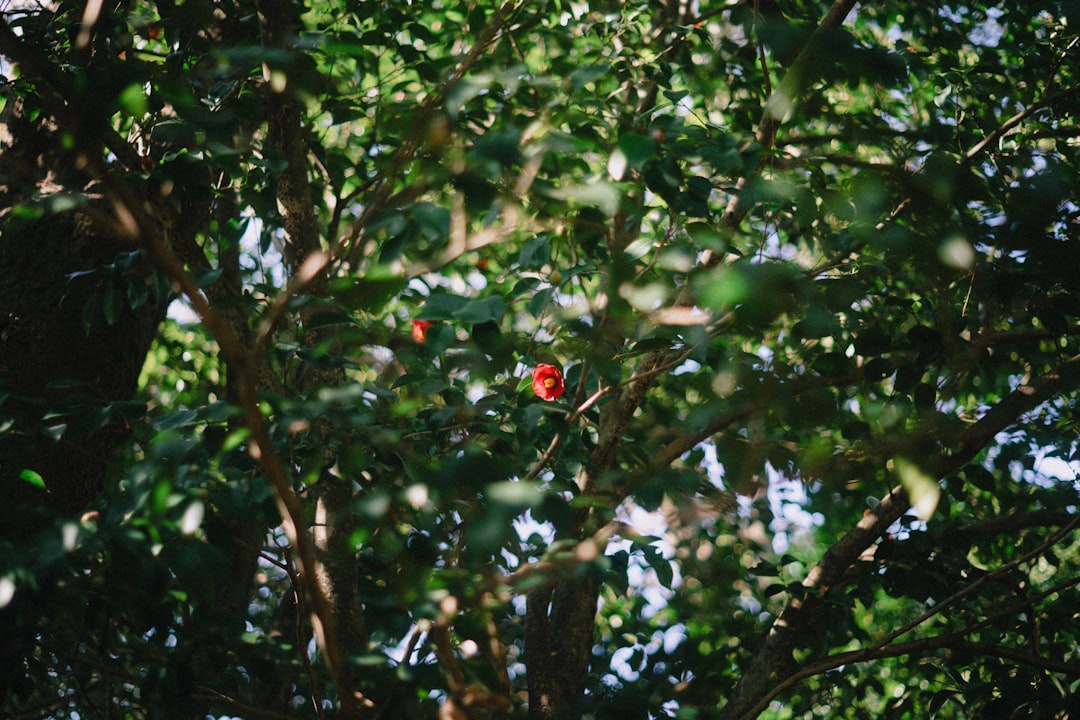 Sidiki Cherif, Fenerbahçe'nin Altıncı Fransız Oyuncusu Oldu