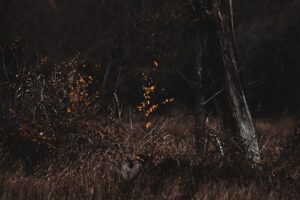 Survivor Dokunulmazlık Oyunu Kim Kazandı?