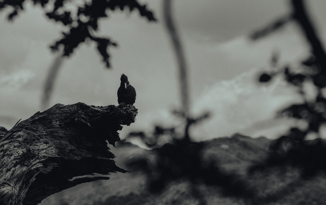 TOKİ Kahramanmaraş Kura Çekimi: Ne Zaman ve Saat Kaçta?