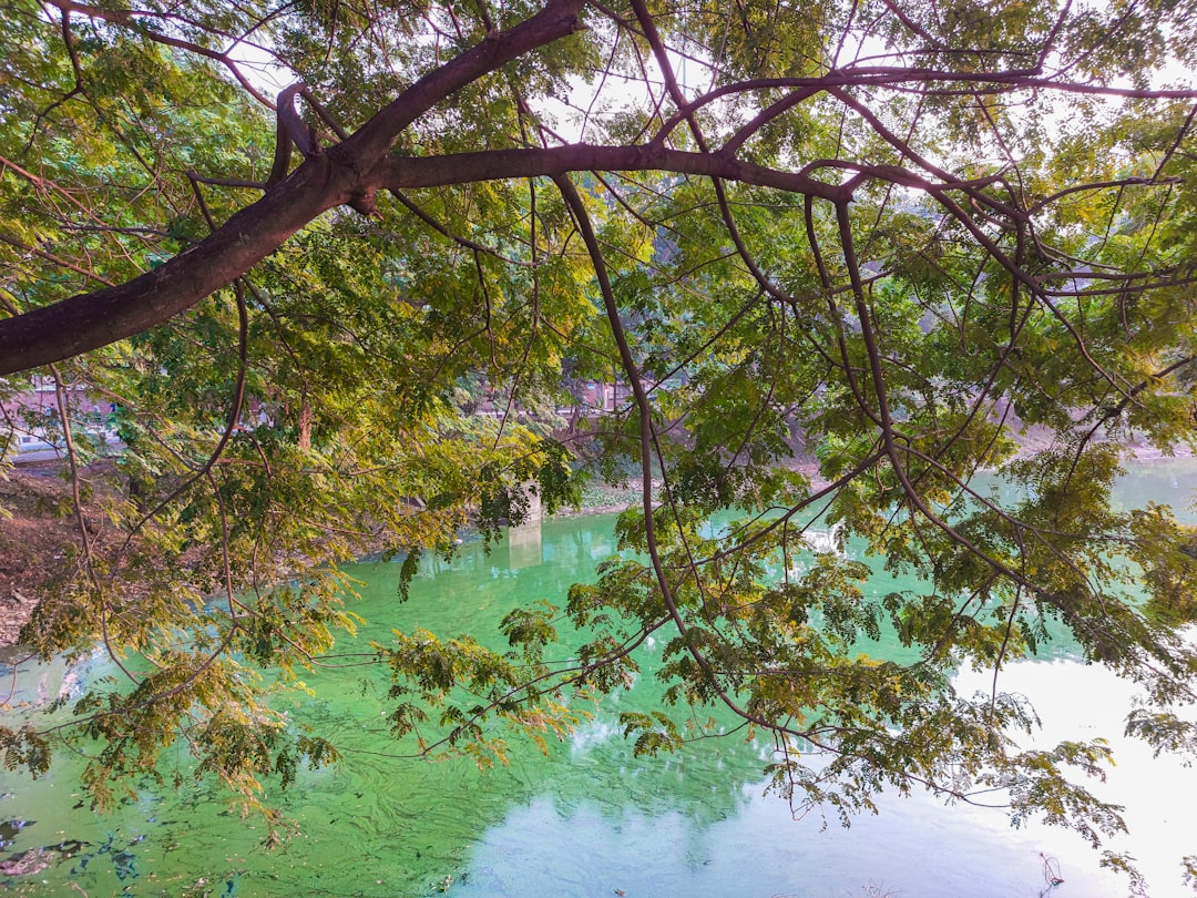 Yeşil Göl'ün Çevresi Menekşe ve Çiğdemlerle Kaplandı