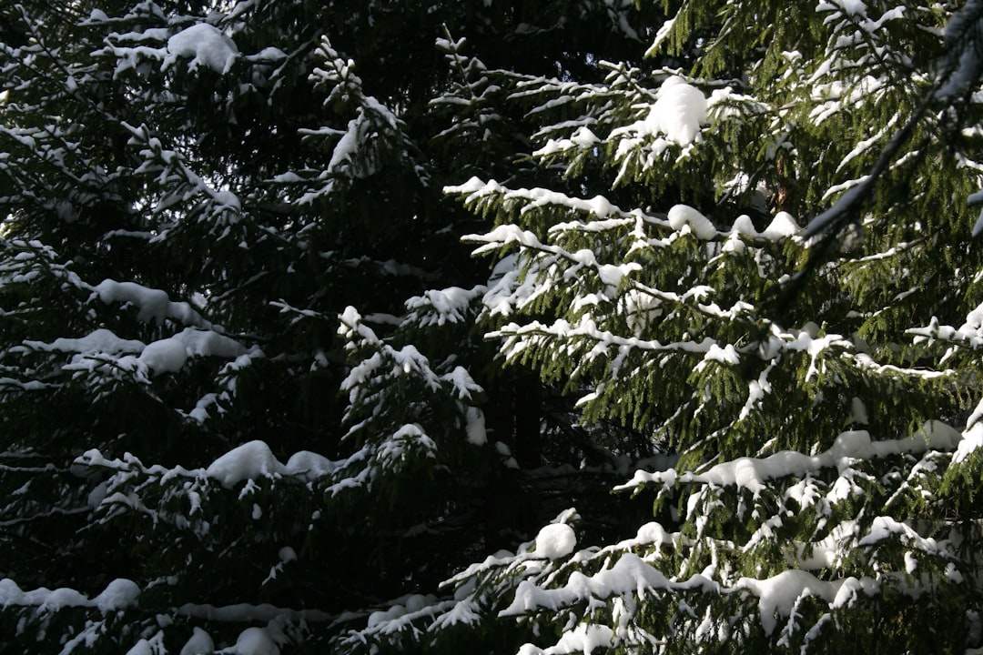 Yeşilay Dünya Kar Motosikleti Şampiyonası'nın Türkiye Etabı Sona Erd