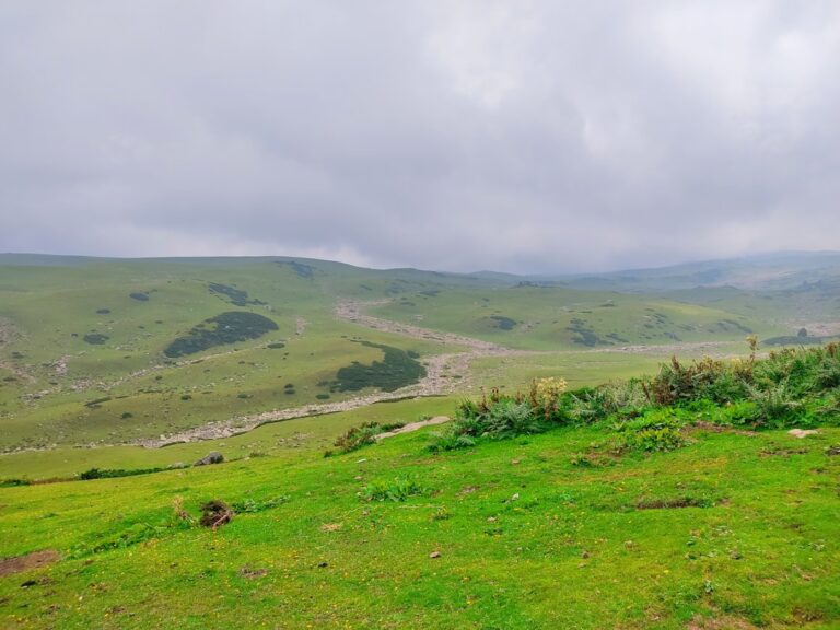 Rıza Kayaalp, 13. Kez Avrupa Şampiyonu Oldu